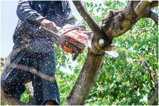 tree services Cornwells Heights